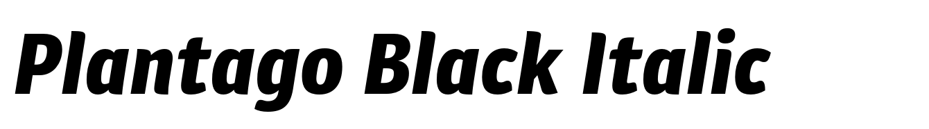 Plantago Black Italic